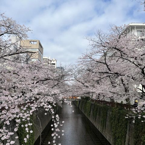 目黒川の桜！