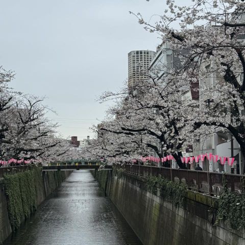 中目黒　桜